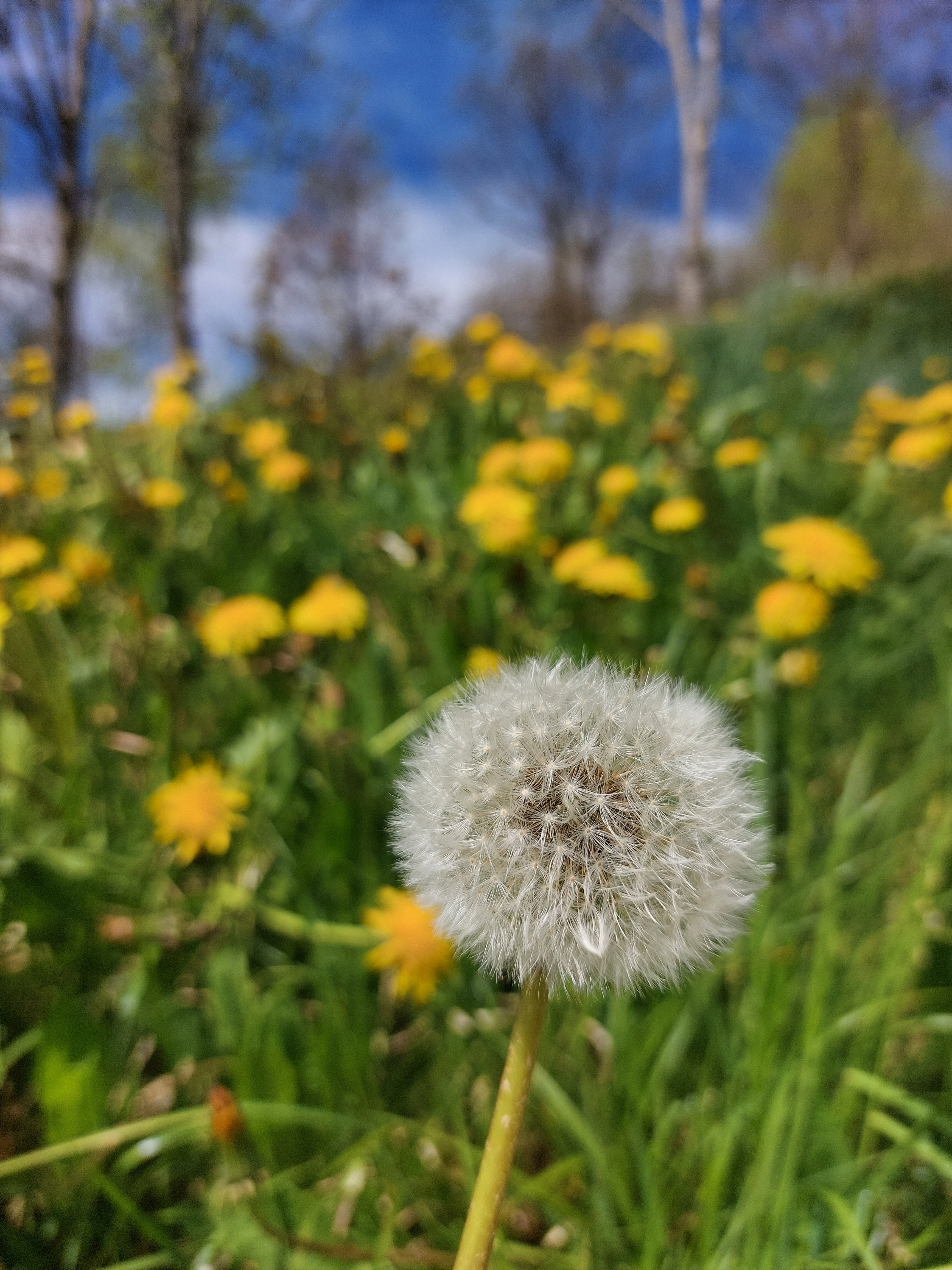 ALLA SCOPERTA DELLE ERBE SELVATICHE CON L'ORTAZZO